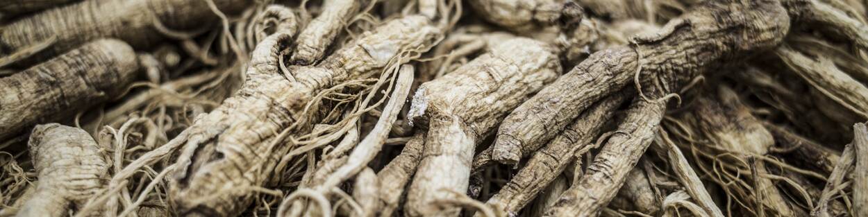 Amerikaanse Ginseng