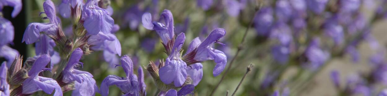 Salvia officinalis